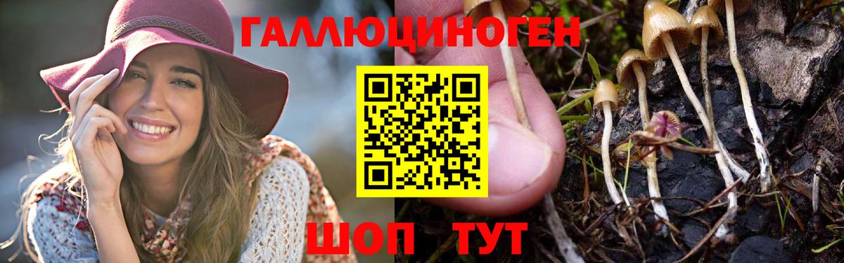 Псилоцибиновые грибы Psilocybine cubensis Менделеевск